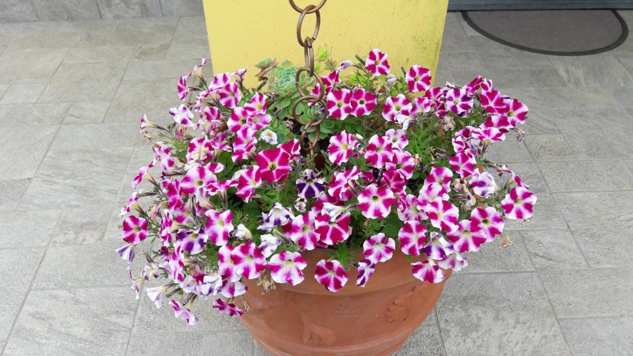 קורבארה B&B Oasi Verde מראה חיצוני תמונה